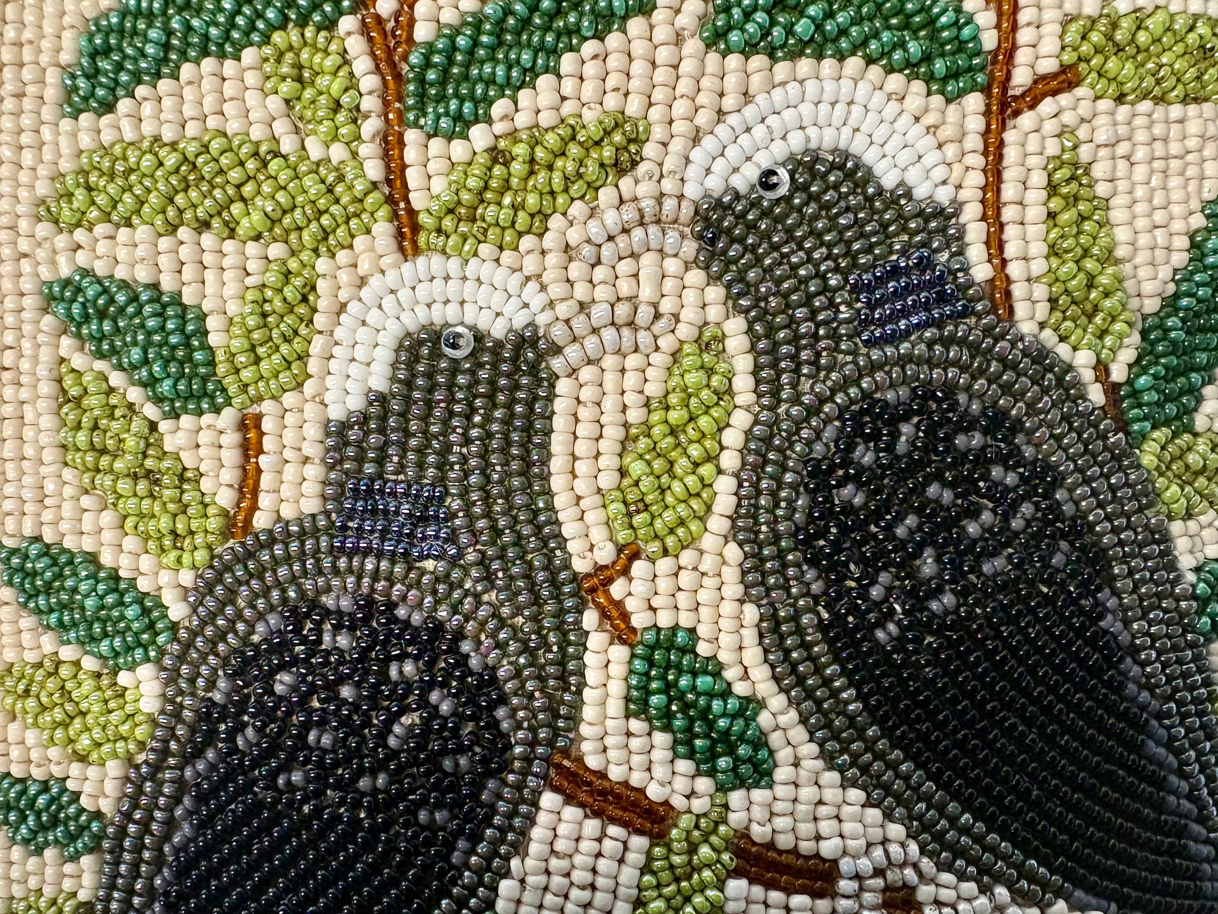 THE WHITE-CROWNED PIGEON
